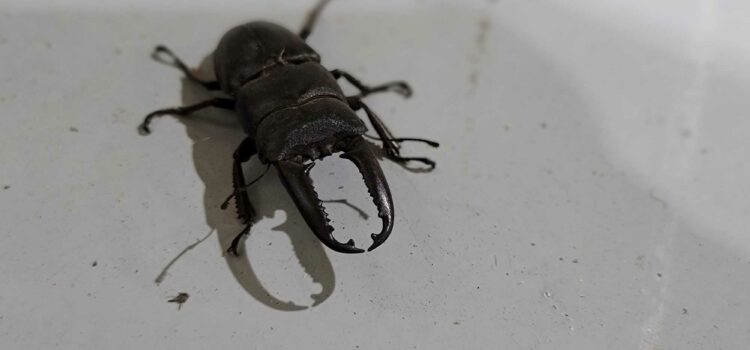 작년에 본 사슴벌레 작년에 본 사슴벌레